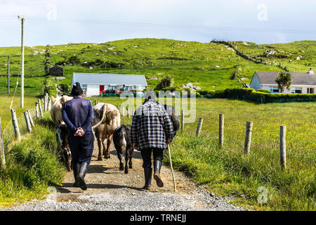 Ardara, County Donegal, Irlanda. Il 10 giugno 2019. Gli allevatori di bestiame spostare dal campo alla fattoria per una visita dal vet in una bella mattina di sole. Credito: Richard Wayman/Alamy Live News Foto Stock