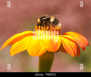 A worker Buff-tailed Bumblebee  (Bombus terrestris) buries its head in a yellow marigold flower while foraging for nectar. Bedgebury Forest, Kent, UK. Foto Stock