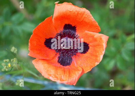 Papavero rosso in un campo vicino la macro Foto Stock