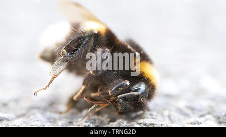 Bumblebee morto su una strada stretta fino macro Foto Stock