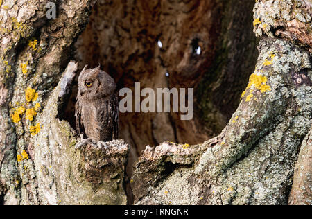 Piccolo assiolo nella struttura ad albero cavo. Poco Assiolo (Otus scops) è una piccola specie di gufo dall'Owl Owl famiglia. Eurasian assiolo (Otus scops) Foto Stock