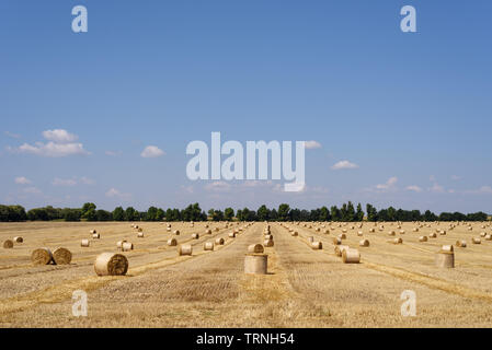 Le balle su un campo di grano. Raccolta a fine estate. Giornata soleggiata con cielo blu Foto Stock