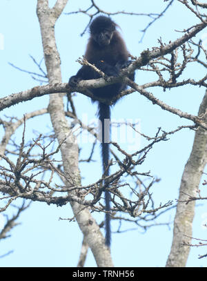 Un grigio-cheeked mangabey (Lophocebus albigena). Bigodi Wetland Santuario, Foresta di Kibale National Park, Uganda, Foto Stock