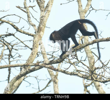 Un grigio-cheeked mangabey (Lophocebus albigena). Bigodi Wetland Santuario, Foresta di Kibale National Park, Uganda, Foto Stock