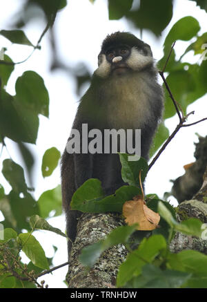 Red-tailed monkey (Cercopithecus Ascanius), Bigodi Wetland Santuario, Foresta di Kibale National Park, Uganda, Foto Stock