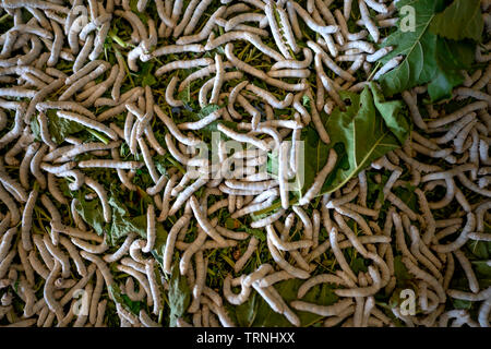 Silkworm mangiare foglie di gelso in fattoria Foto Stock