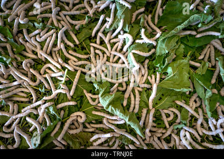 Silkworm mangiare foglie di gelso in fattoria Foto Stock