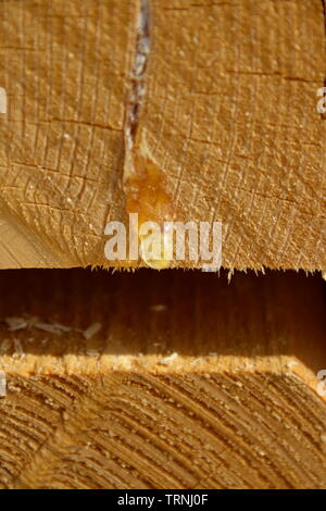 Gocce di resina su un pezzo di legno Foto Stock