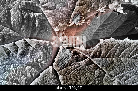 Immagine a infrarossi - foglie di piante della giungla - Giardino botanico Foto Stock