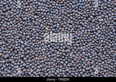 Black Gram lenticchie o scuoiata Murad dal, primo piano Foto Stock