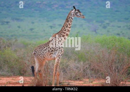 Giraffa presso Tsavo ovest del Parco Nazionale del Kenya Safari in Africa Foto Stock