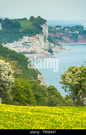 Paesaggi costieri a birra alla Jurassic Coast nel Devon. In Inghilterra. Regno Unito. Foto Stock