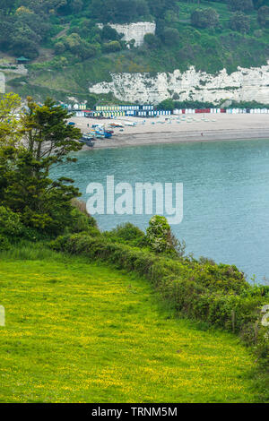 Paesaggi costieri a birra alla Jurassic Coast nel Devon. In Inghilterra. Regno Unito. Foto Stock