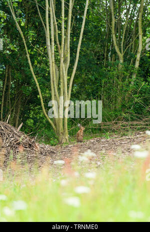 Brown lepre (Lepus europaeus) su una riserva naturale nel Herefordshire UK campagna. Giugno 2019. Foto Stock