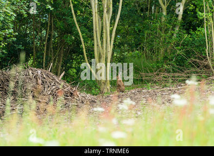 Brown lepre (Lepus europaeus) su una riserva naturale nel Herefordshire UK campagna. Giugno 2019. Foto Stock