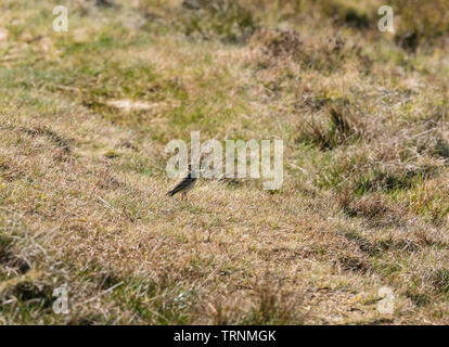 Allodola Alauda (arvense) Purched sul suolo, fieno Bluff Hay on Wye Powys Wales UK. Marzo 2019. Foto Stock