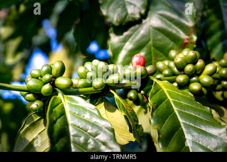 In prossimità di un gruppo di molti caffè verde semi sulla struttura ad albero al mattino Foto Stock