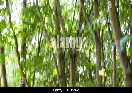 Immagini di alberi, linee e il fogliame con motion blur e trascinare shot le tecniche per creare un effetto Impressionista Foto Stock