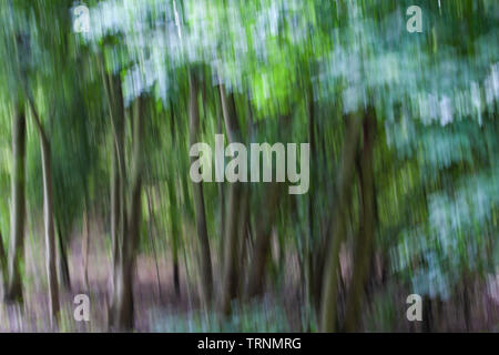 Immagini di alberi, linee e il fogliame con motion blur e trascinare shot le tecniche per creare un effetto Impressionista Foto Stock