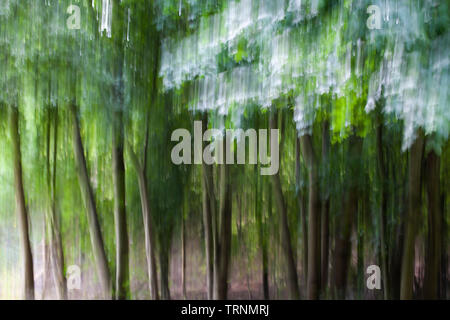 Immagini di alberi, linee e il fogliame con motion blur e trascinare shot le tecniche per creare un effetto Impressionista Foto Stock