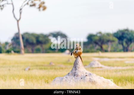 Un Baboon Chacma seduto su una collina formica nel Parco Nazionale di Hwange dello Zimbabwe. Foto Stock