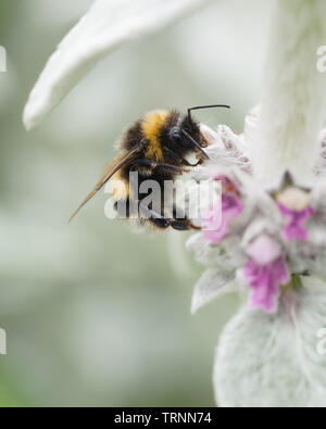 Nastrare White-Tailed Bumble Bee alimentare sui fiori della pianta Stachys Foto Stock