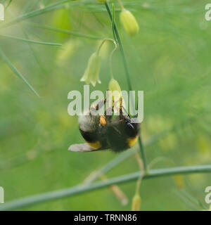 Nastrare White-Tailed Bumble Bee per raccogliere il polline da il fogliame di Asparagus Foto Stock