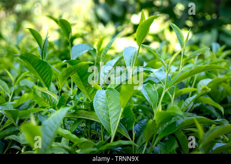 Il tè verde foglie di albero piantato in ambiente alpino a Bao Loc, Vietnam Foto Stock
