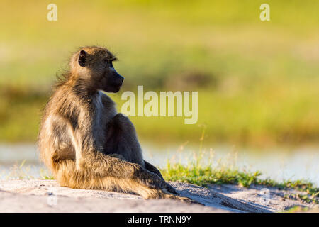 Chacma baboon Papio ursinus visto nel parco nazionale Hwange Zimbabwe. Foto Stock