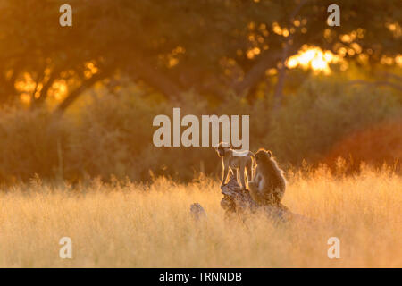 Un Baboon Chacma seduto su una collina formica nel Parco Nazionale di Hwange dello Zimbabwe. Foto Stock