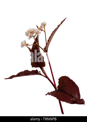 Stelo di fioritura della red-bronzo foliaged perenni, Persicaria microcephala "drago rosso" su sfondo bianco Foto Stock