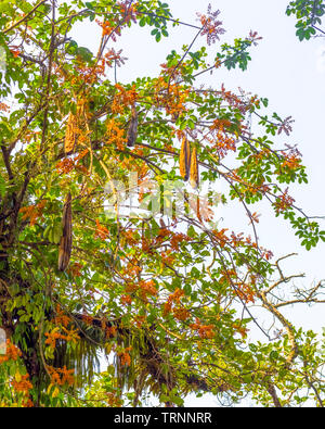 Rami di alberi giallo,verde,foglie e fiori Lakeside Pokhara Nepal Foto Stock