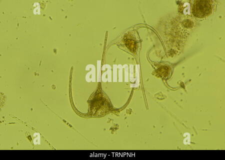 Il genere Ceratium include specie di acqua dolce e marine dinoflagellates. La maggior parte delle specie di Ceratium sono organismi unicellulari che sono caratterizzare Foto Stock
