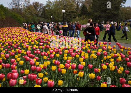 Tulip aiuole di fiori e di turisti in primavera tempo lungo Queen Elizabeth Drive, Ottawa, Ontario, Canada Foto Stock