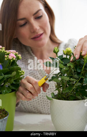 Giovane Donna Rosa potatura Houseplant con Secateurs a casa Foto Stock