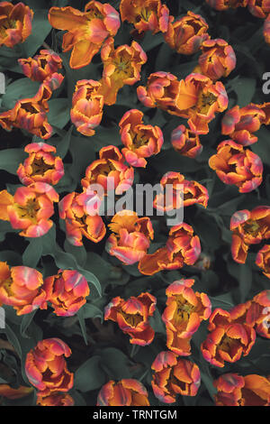 Un overhead shot di un letto di colore rosa-arancio tulipani in un tulipano festival in Iowa in primavera. Annuale di Tulip Time Festival, Pella, Iowa. Foto Stock