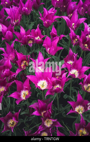 Un overhead shot di un letto di colore viola tulipani in un tulipano festival in Iowa in primavera. Annuale di Tulip Time Festival, Pella, Iowa. Foto Stock