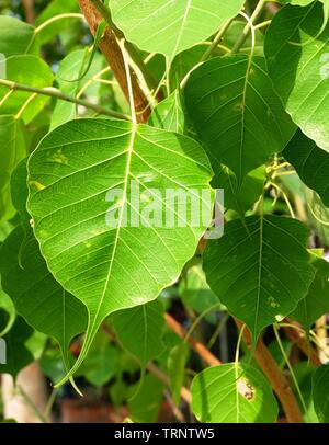 Close up della Sacra Fig, Bodhi Tree o Ficus Religiosa in un tempio, Simbolic del buddismo. Foto Stock