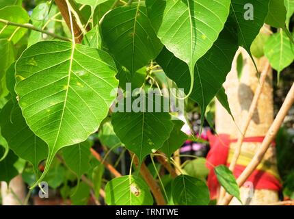 Close up della Sacra Fig, Bodhi Tree o Ficus Religiosa in un tempio, Simbolic del buddismo. Foto Stock