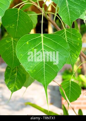 Close up della Sacra Fig, Bodhi Tree o Ficus Religiosa in un tempio, Simbolic del buddismo. Foto Stock