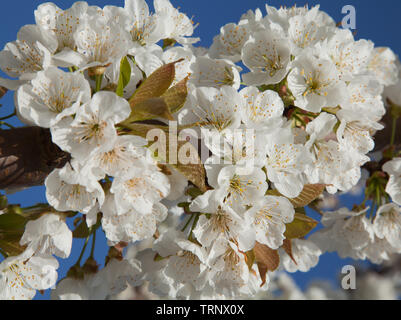 Fioritura mandorlo close-up Foto Stock