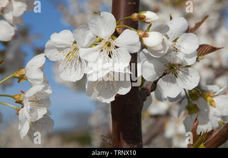 Fioritura mandorlo close-up Foto Stock