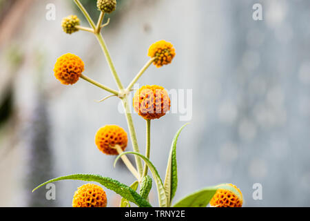 Una sfera arancione tree (Buddleja globosa) Foto Stock