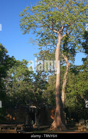 Western cancello di ingresso (gopura) al quarto involucro, Ta Prohm, Angkor, Siem Reap, Cambogia Foto Stock