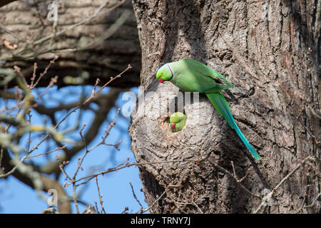 La rosa-inanellati parrocchetto, noto anche come anello a collo di parrocchetto, è di medie dimensioni con parrot in genere Psittacula, della famiglia Psittacidae. Foto Stock