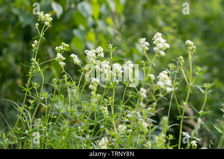 Galium fiori bianchi in foresta Foto Stock