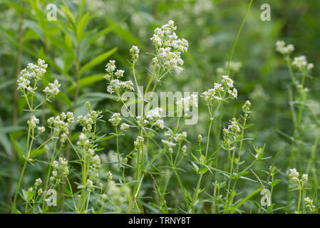 Galium fiori bianchi in foresta Foto Stock