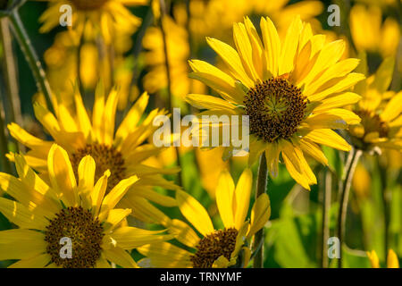 Balsamroot, altopiano Mosier Trail, Columbia River Gorge National Scenic Area, Oregon. Foto Stock