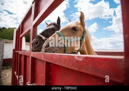 Due piccoli cavalli sticking le loro teste fuori da un recinto in azienda Foto Stock