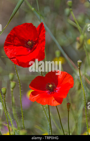 Close-up di due luminosi rosso dei fiori di papavero Foto Stock